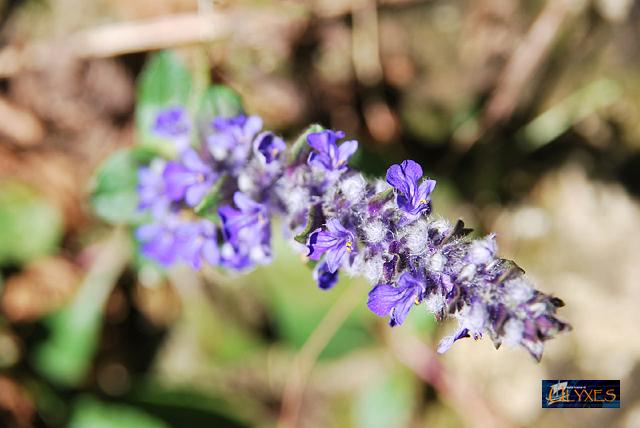 ajuga reptans.JPG